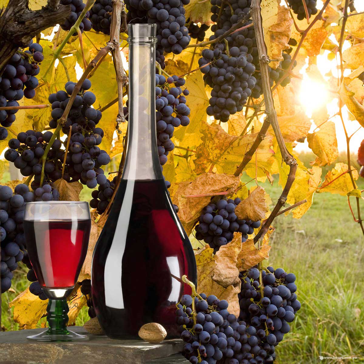 krasnoe-vino-poleznii