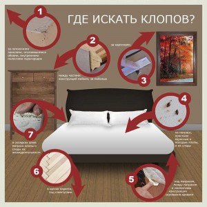 Клопы – народные способы борьбы!