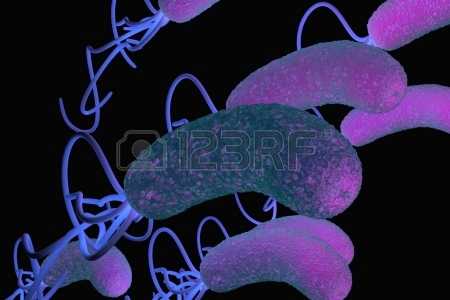 helicobacter-pylori